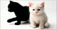 Black cat 