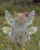 Warrior Cats RPG