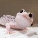 Gecko