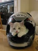 00- Motorcat