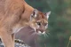 Mountain Lion