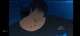 Toji Fushiguro