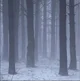 Snowy Forest