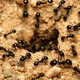Ant colony rpg