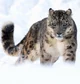 Snow leopard