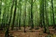 Forrest 