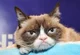 Grumpy cat