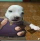 Super Doggo