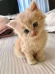 Kitten