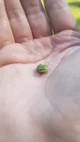 Tiny Frog