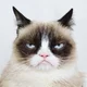 Grumpy Cat