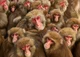 10000 monkeys