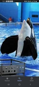 Tilikum 