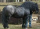 Black Draft Horse
