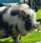 a Pig