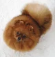 Brown Pomeranian