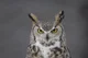 The Great Horned Owl