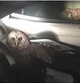 Car Owl 
