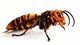 asian giant hornet