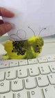 the cutest budgie