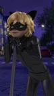Cat noir