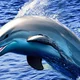 Dolphin vore