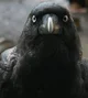 Annoying crow