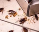 Roach infestation