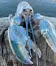 blue lobster