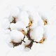 All the cotton ever