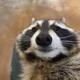 A raccoon 