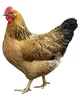 Hen