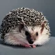 hedgehog