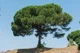 Great Spanish Tree