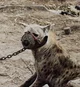 hyena