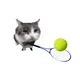 Tennis cat