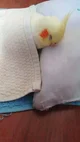 Sleeping cockatiel