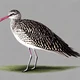 Slender-Bill Curlew