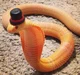 King cobra pack