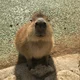 Baby Capybara