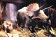 triceratops