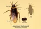 AMERICAN COCKROACH