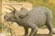 triceratops