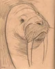 walrus 