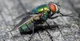 housefly