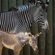 Grevys Zebra