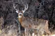 White-tailed buck