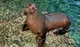 California Sea Lion