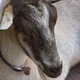 Domestic Goat