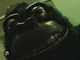 Gus gorilla 